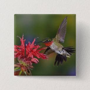 Male Ruby-throated Hummingbird 2 Inch Square Button