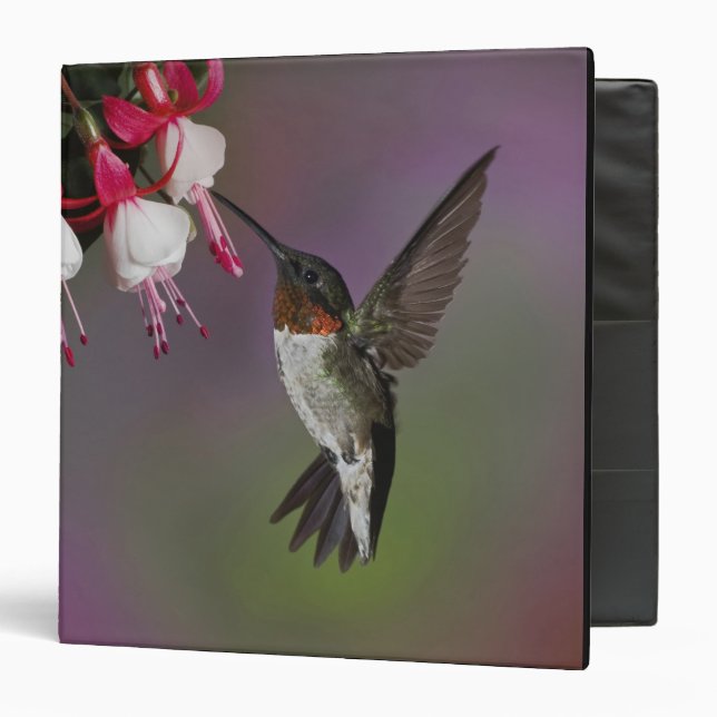 Male Ruby throated Hummingbird, Archilochus Binder (Front/Inside)