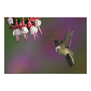 Male Ruby throated Hummingbird, Archilochus Photo Print