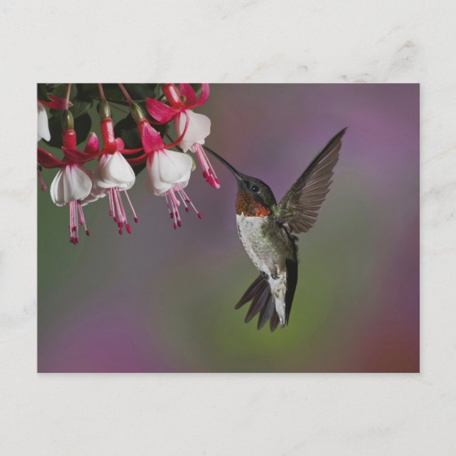 Male Ruby throated Hummingbird, Archilochus Postcard (Front)