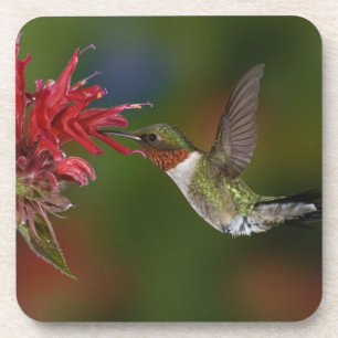 Male Ruby-throated Hummingbird Coaster