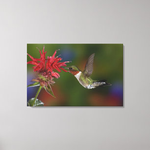 Male Ruby-throated Hummingbird feeding on Canvas Print