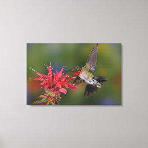 Male Ruby-throated Hummingbird feeding on Canvas Print