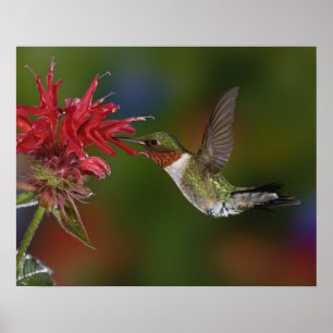 Male Ruby-throated Hummingbird feeding on Poster