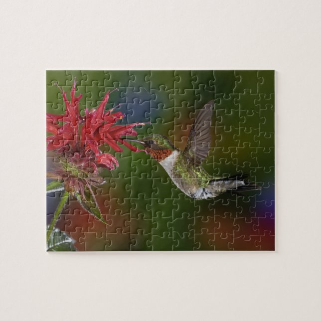 Male Ruby-throated Hummingbird Jigsaw Puzzle (Horizontal)