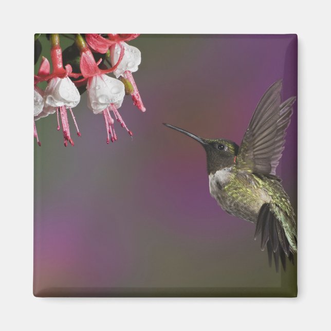 Male Ruby throated Hummingbird Magnet (Front)