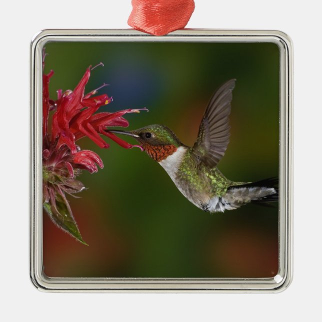 Male Ruby-throated Hummingbird Metal Ornament (Front)