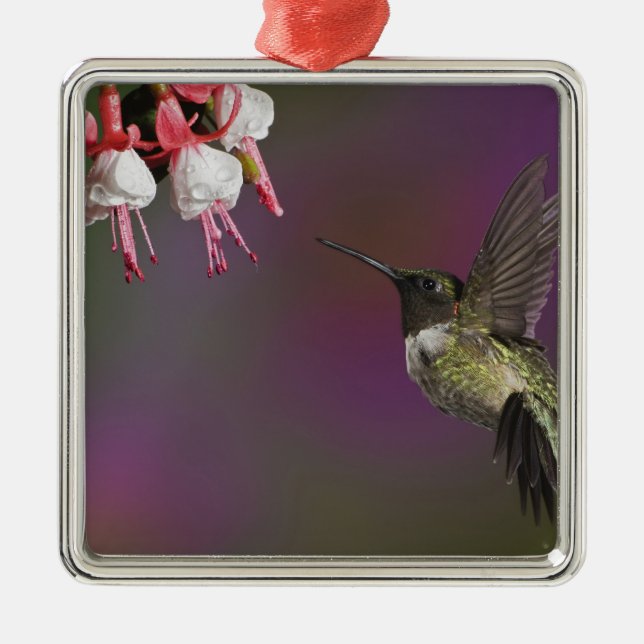 Male Ruby throated Hummingbird Metal Ornament (Front)