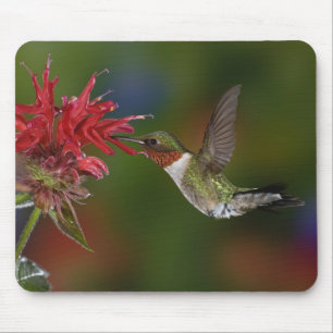 Male Ruby-throated Hummingbird Mouse Pad