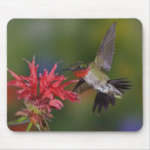 Male Ruby-throated Hummingbird Mouse Pad