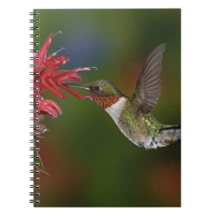 Male Ruby-throated Hummingbird Notebook