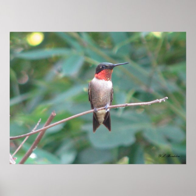 Male Ruby Throated Hummingbird Poster (Front)