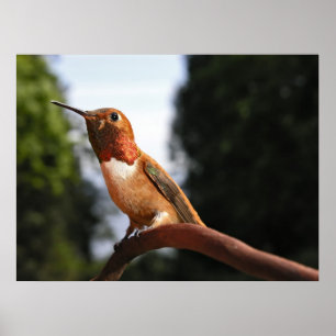 Male Rufous Hummingbird - Fine Art Prints