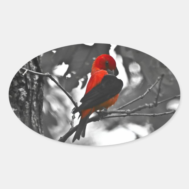 Male Scarlet Tanager Oval Sticker (Front)