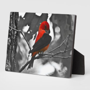 Male Scarlet Tanager Plaque