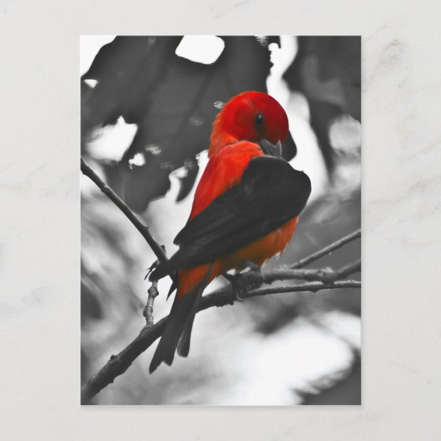Male Scarlet Tanager Postcard (Front)