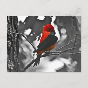 Male Scarlet Tanager Postcard