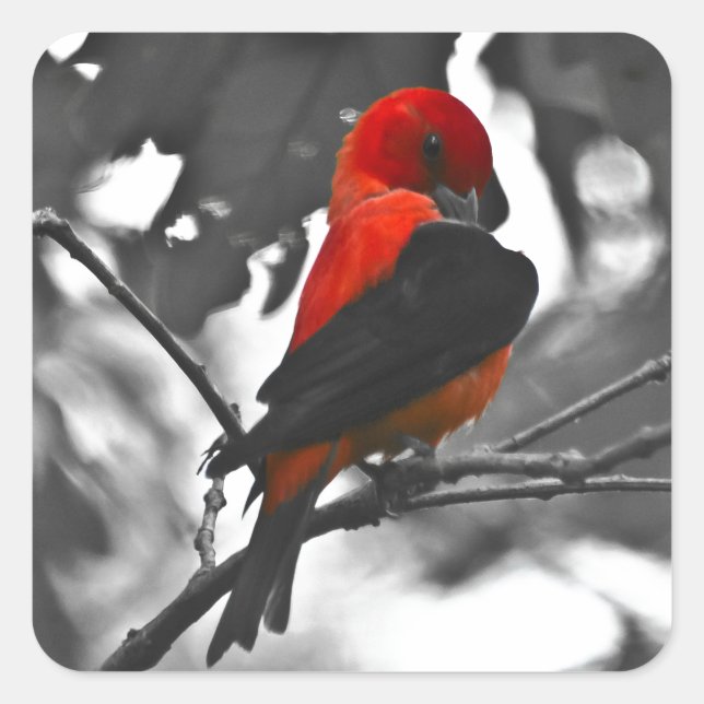 Male Scarlet Tanager Square Sticker (Front)