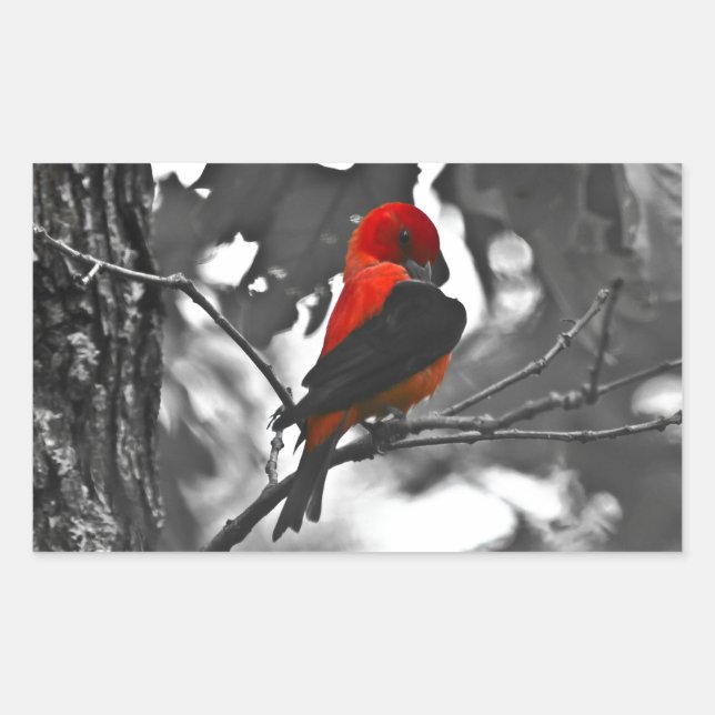 Male Scarlet Tanager Sticker (Front)