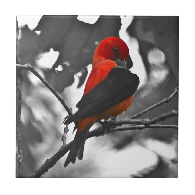 Male Scarlet Tanager Tile (Front)