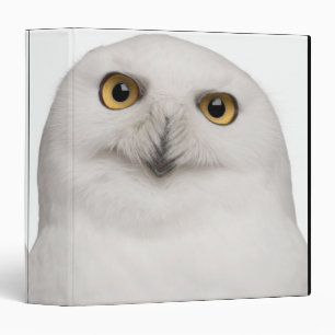 Male Snowy Owl (Bubo scandiacus) is a large owl Binder