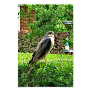 Male Sparrowhawk In My Garden  Photo Print
