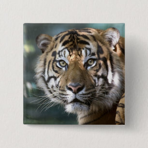 Male Sumatran Tiger (Panthera tigris sumatrae) 2 Inch Square Button
