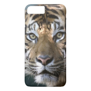 Male Sumatran Tiger (Panthera tigris sumatrae) Case-Mate iPhone Case
