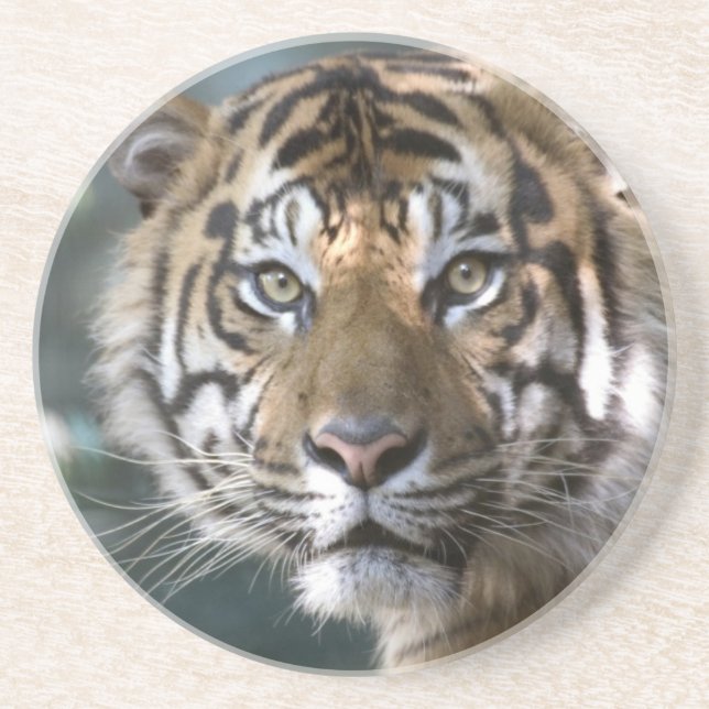 Male Sumatran Tiger (Panthera tigris sumatrae) Coaster (Front)