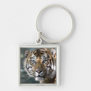 Male Sumatran Tiger (Panthera tigris sumatrae) Keychain