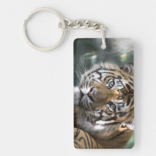 Male Sumatran Tiger (Panthera tigris sumatrae) Keychain