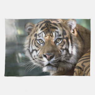 Male Sumatran Tiger (Panthera tigris sumatrae) Kitchen Towel