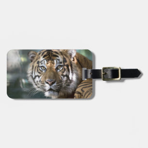 Male Sumatran Tiger (Panthera tigris sumatrae) Luggage Tag