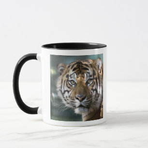 Male Sumatran Tiger (Panthera tigris sumatrae) Mug