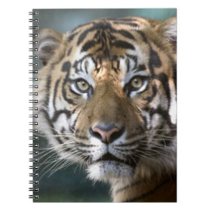 Male Sumatran Tiger (Panthera tigris sumatrae) Notebook