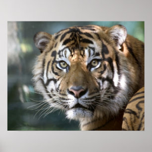 Male Sumatran Tiger (Panthera tigris sumatrae) Poster