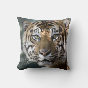Male Sumatran Tiger (Panthera tigris sumatrae) Throw Pillow