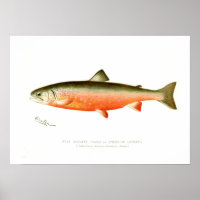 Male Sunapee Trout