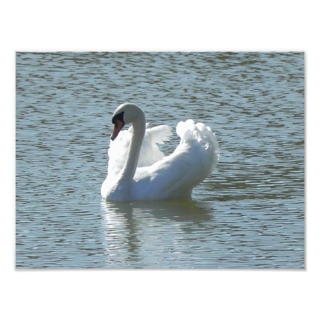 Male swan photo print (Front)