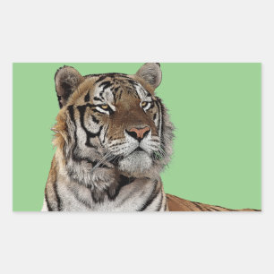 male tiger head animal wildlife nature art sticker