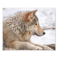 Male Timber Wolf in Snow Close Up