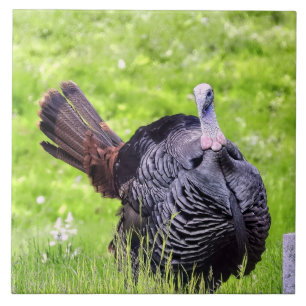 Male Turkey Close Up  Tile