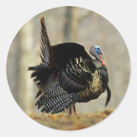 Male turkey strutting, Illinois