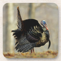 Male turkey strutting, Illinois