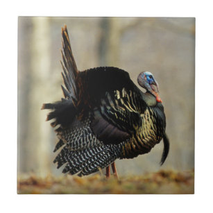 Male turkey strutting, Illinois Tile