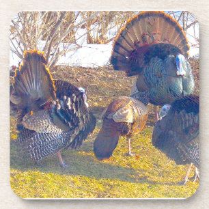 Male Turkeys in Heat and a Lady. Photo Coaster