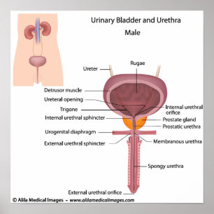 Male urinary organs, labelled diagram. poster