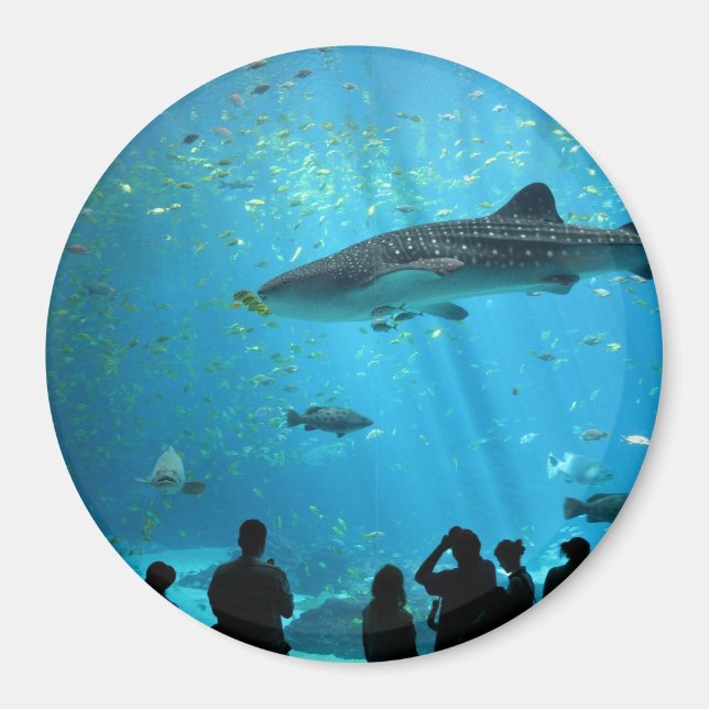 Male Whale Shark Magnet (Front)