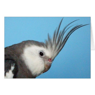 Male Whiteface Cockatiel