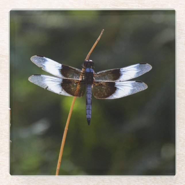 Male Widow Skimmer Dragonfly Glass Coaster (Front)